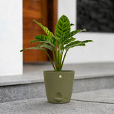 calathea zebrina online in India
