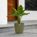 calathea zebrina online in India