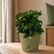 Dracena Twisted Ornamental Plant