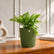 fern plant online in India