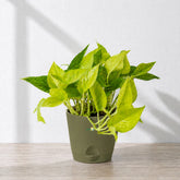 buy golden pothos