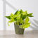 buy golden pothos
