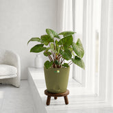 olive green homalomena rubescens