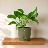 olive green jade pothos