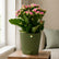 Kalanchoe Pink