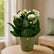 Kalanchoe White