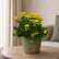 Kalanchoe Yellow
