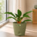 chlorophytum orchidastrum plant