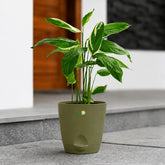 olive green maranta arundinaceaarrowroot