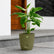 olive green maranta arundinaceaarrowroot