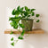 Marble Queen Pothos