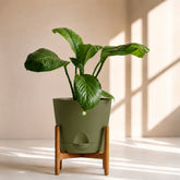 olive green peace lilyspathiphyllum