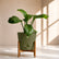 olive green peace lilyspathiphyllum