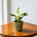Philodendron Birkin