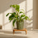 olive green philodendron ceylon gold