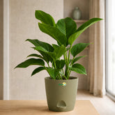 Glossy Indoor Foliage