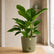 Glossy Indoor Foliage