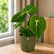 Philodendron Gloriosum