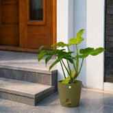 online plant store in India