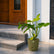 online plant store in India