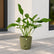 buy joepii philodendron