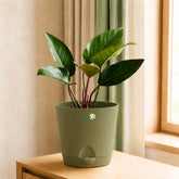 Bold Indoor Foliage Plant