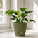 philodendron selloum plant online