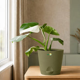 olive green philodendron white princess