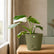 olive green philodendron white princess