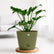 olive green philodendron xanadu