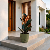 olive green rubber ficus black