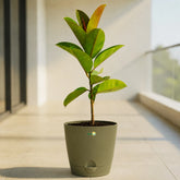 olive green rubber plant ficus elastica