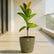 olive green rubber plant ficus elastica