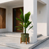 Best outdoor plants online