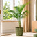 Sayagra Palm