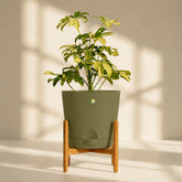 best indoor and outdoor plant