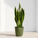 Sansevieria Laurentii Yellow (Snake Plant)