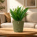 olive green sword fern
