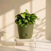 olive green syngonium pixie