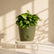 olive green syngonium pixie