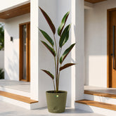 olive green wheat calathea plant