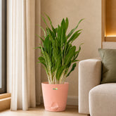 aglaonema with white stem