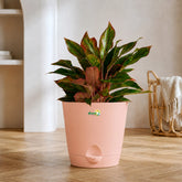 Buy Aglaonema Lipstick 