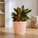 Buy Aglaonema Lipstick 