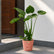 Alocasia Cucullata
