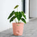 Anthurium Forgetii