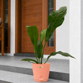 anthurium hookeri plant with pot