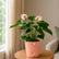 Anthurium  Princess