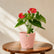 Anthurium Red