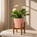peach anthurium white flamingo